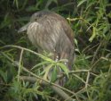 Black Crowned Night Heron 